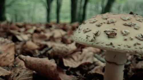 Family of Mushroom In The Mountain