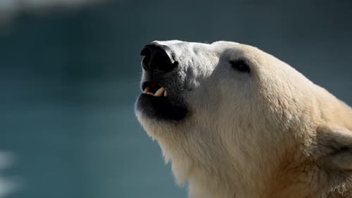 Wild Polar Bear Cub Enjoys Morning Sunshine Near Water in National Park