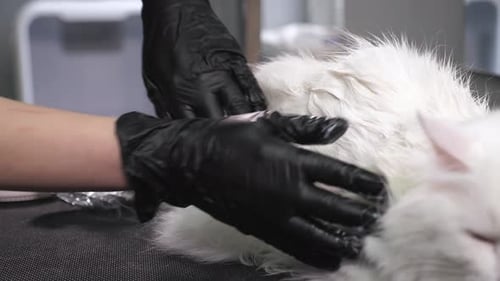 White Cat Groomed with Shampoo at Grooming Table