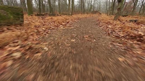 Tracking Shot Through Autumn Forest Trail
