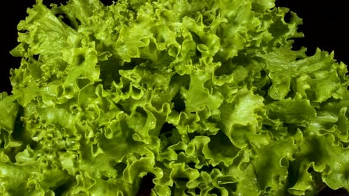 Fresh Green Lettuce Head Close Up on Black