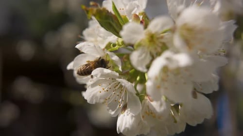 Bee is is flying around looking for nectar in white cherry blossom and - slight slow motion