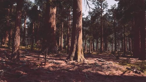 A Dense Forest with Towering Trees