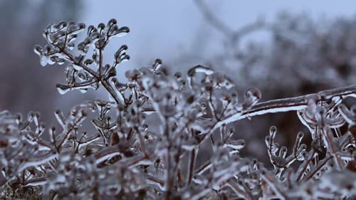 Tree with Frozen Rain Water Drops After Rain in the Winter Forest Frozen Plants After Icy Rain