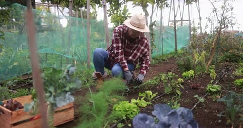Senior Woman Taking Care of Her Vegetables in the Ecologic Garden Agriculture