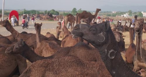 Camels at Pushkar Mela Camel Fair Festival in Field Eating Chewing Pushkar Rajasthan India