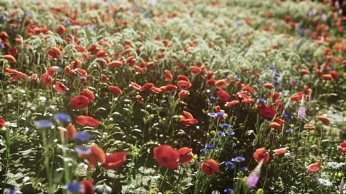 Beautiful Sunny Day in Countryside