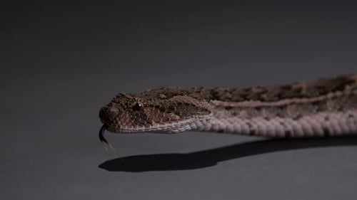 Puff Adder - extremely dangerous snake - close up on face