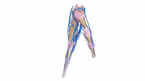 Rotating Anatomical Human Hand with Visible Veins