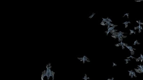 Realistic Flying Crows Flock Animation
