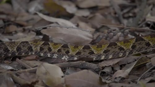 as cobras enigmáticas que desaparecem em seus arredores arborizados.
