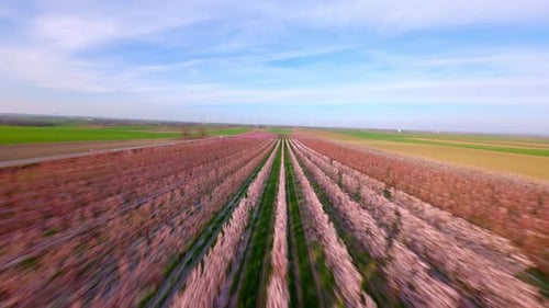 Drone Flight Over Blossoming Apricot Fields In Spring. FPV