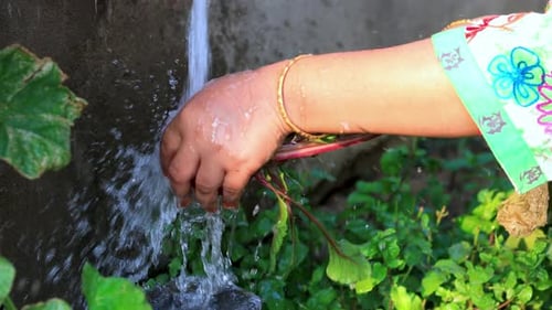 Washing Freshly Picked Red Beets Under Water