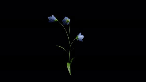 Bellflower FlowerTree Swaying In Summer And Spring Wind, Realistic Animation
