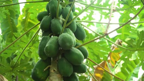 Green Papaya on a Tree
