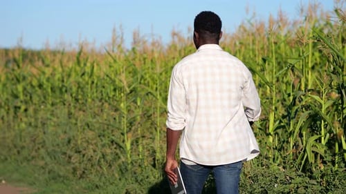 African American Man Walks Past Corn Looking at Plantation
