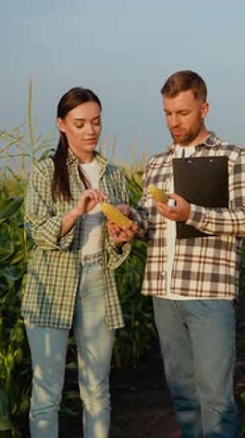 Two Farmers Analyzing Corn Quality in Field with Clipboard at Sunset