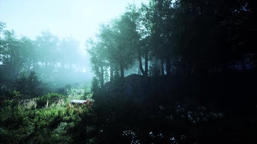 Misty Morning in a Dense Forest with Sun Filtering Through Trees at Dawn