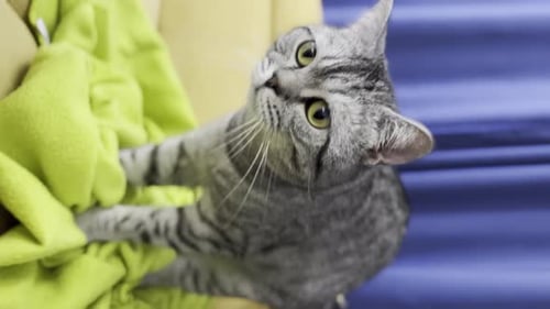 Cute Gray Tabby Cat Resting on Chair