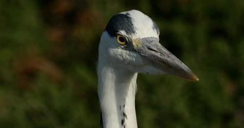 Portrait of grey heron in the , Camargue, France.