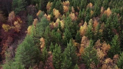 Luftaufnahme des Herbstwaldes mit bunten Laub- und immergrünen Bäumen