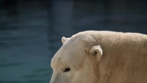 Wunderschöne Porträtaufnahmen von Eisbären in Naturlandschaft in der Nähe von kaltem Wasser des Ozeans schwimmen