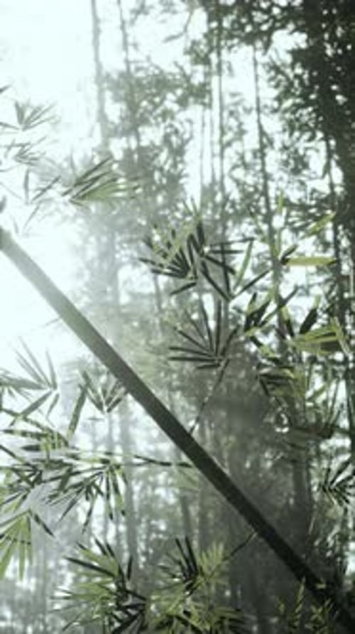 Bamboo Tree Standing in Forest Vertical