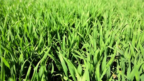 Nahanbau von Jungweizen in der frühen Reifephase