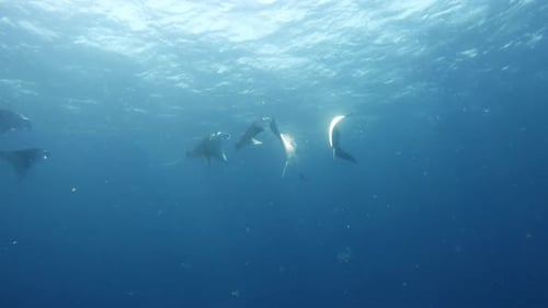 Graceful Manta Rays Swimming in a Blue Ocean