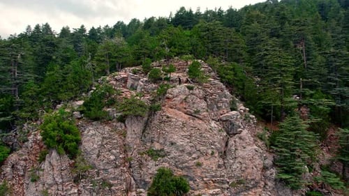 Tourist Man Shooting Forest Scenery