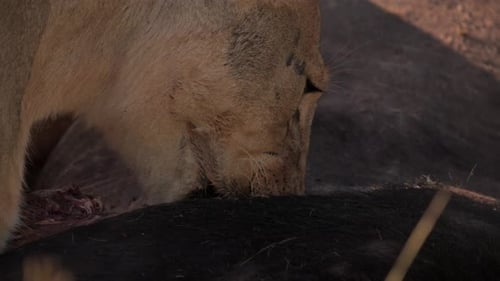 Löwin isst Beute in der kenianischen Savanne