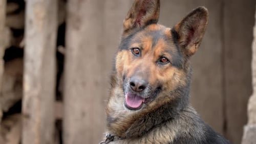 Cute German Dog Portrait Close Up on Old Wooden Door Defocused Background