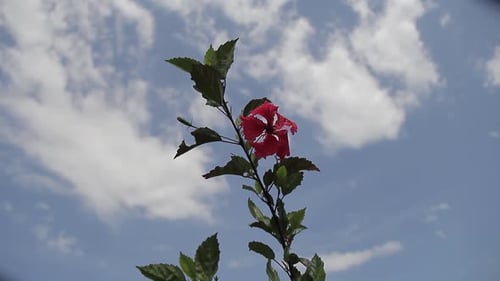 Eine wunderschöne Hibiskusblüte auf einem Ast