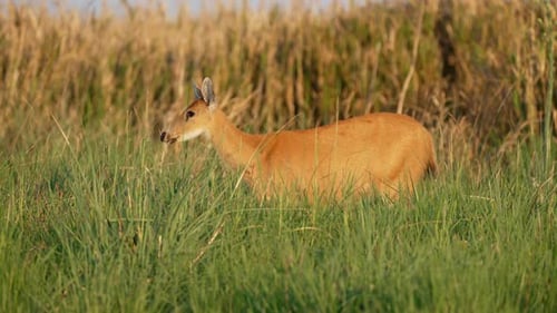 Marsh deer stands alert in tall grass, faces the camera then turns and walks away in Ibera National