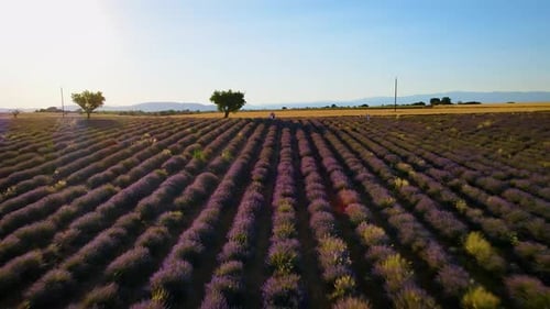 panoramic drone shot of lavender fields
