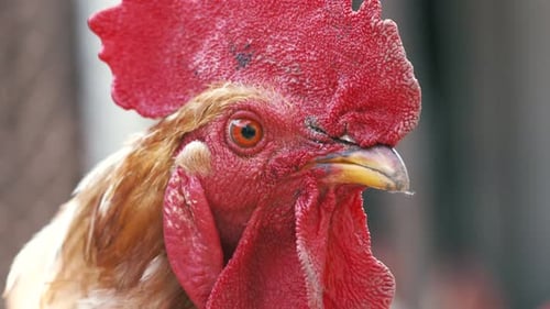 Portrait large brown rooster with bright red comb that looks