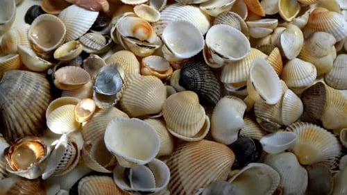 Seashells Top View Shell Closeup Ocean Coast Summer Pattern From Seashells