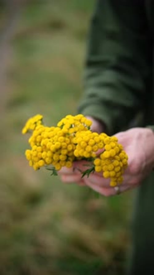 Yellow tansy flowers close-up. Person holds tansy flowers in his hands.