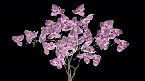 Pink Orchid Flowers - Large Bouquet - Blooming Timelapse - Alpha Channel