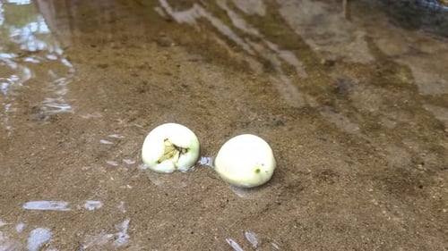 close up of two water apples that have fallen in a puddle of water.