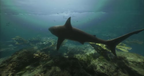 Tiburones nadando sin esfuerzo a través de aguas cristalinas del océano durante el día