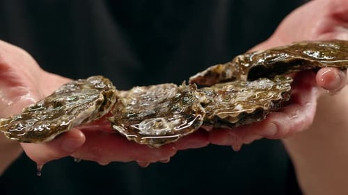 Fresh Raw Oysters with Ice French Restaurant Mediterranean Healthy Sea Food Gourment Luxury Cuisine