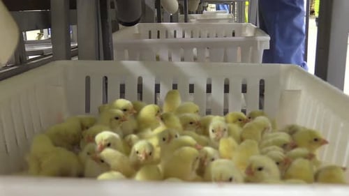 Crate of Yellow Chicks at Poultry Farm