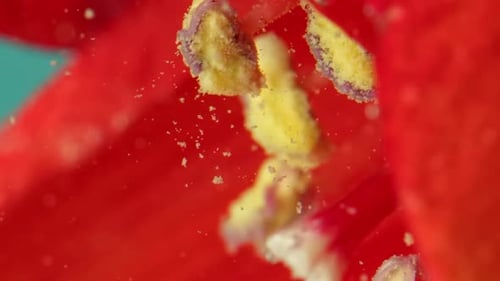 Close Up of Bright Beautiful Flower with Red Petals and Yellow Stamens