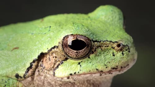 Close-up shot of a Gray Treefrog