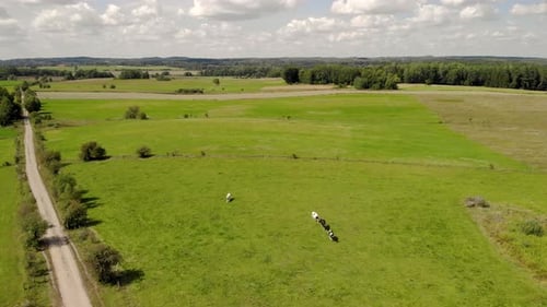 View over green pasture, cows walking on green grass, blue sky with clouds,