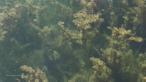 Ein Algenwald, der sich ruhig im Wasser kräuselt