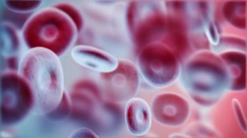 Flowing Red Blood Cells Microscopic Medical Animation