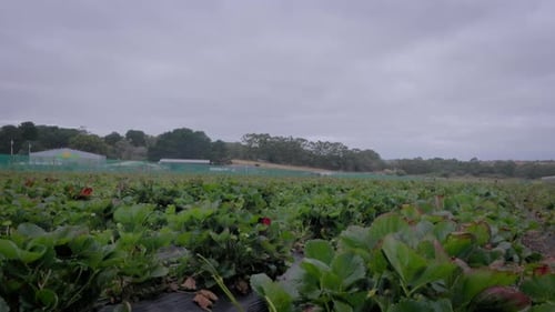 Fileiras de fazendas de morangos que se estendem pelo campo