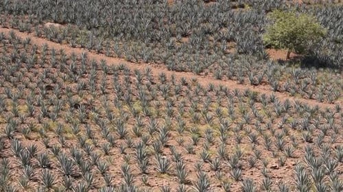 Wonderful Mexican landscape, pattern in repetition in the agave field. Camera movement: Pan to the R